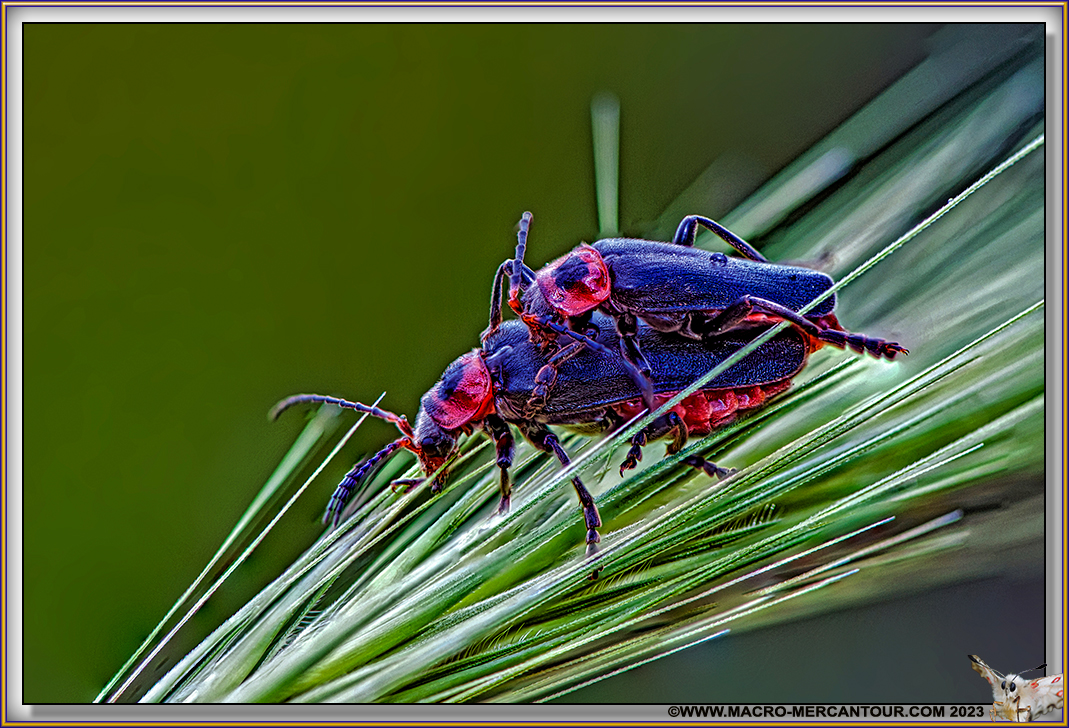 Coleoptera Cerambycidae